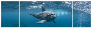 Obraz - Delfin pod wodą (170x50 cm)