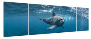 Obraz - Delfin pod wodą (170x50 cm)