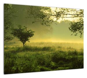 Obraz - Budzący się las (70x50 cm)