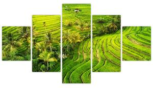 Obraz - Pola ryżowe (125x70 cm)