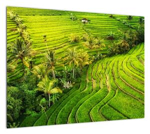Obraz - Pola ryżowe (70x50 cm)