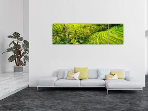Obraz - Pola ryżowe (170x50 cm)