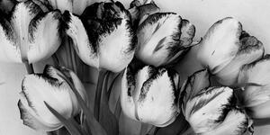 Obraz tulipany w wiosennej odsłonie w wersji czarno-białej