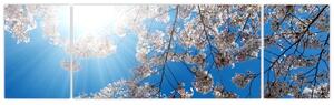 Obraz - Wiśniowe kwiaty (170x50 cm)