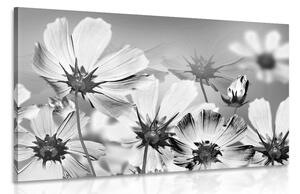 Obraz letnie kwiaty w wersji czarno-białej