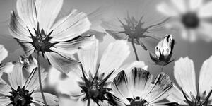 Obraz kwiaty ogrodowe w wersji czarno-białej