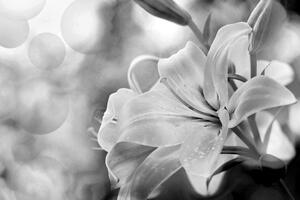 Obraz kwiat lilii na abstrakcyjnym tle w wersji czarno-białej