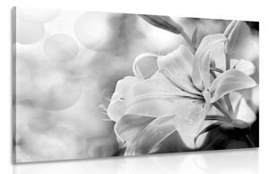 Obraz kwiat lilii na abstrakcyjnym tle w wersji czarno-białej