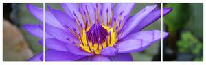 Obraz - Fioletowy kwiat (170x50 cm)