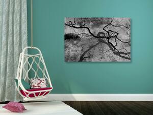 Obraz surrealistyczne drzewa w wersji czarno-białej