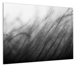 Obraz - Trawa na wietrze (70x50 cm)
