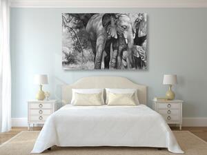 Obraz rodzina słoni w wersji czarno-białej
