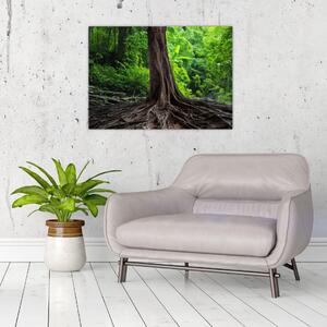 Obraz - Stare drzewo z korzeniami (70x50 cm)