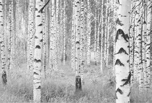 Komar Fototapeta Woods, 368 x 248 cm, XXL4-023