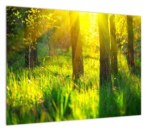 Obraz - Wiosenne przebudzenie lasu (70x50 cm)