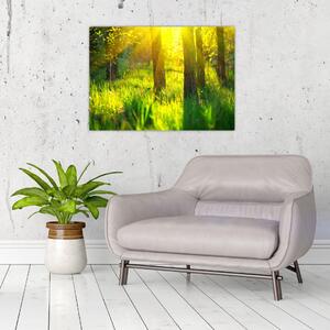 Obraz - Wiosenne przebudzenie lasu (70x50 cm)