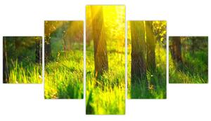 Obraz - Wiosenne przebudzenie lasu (125x70 cm)