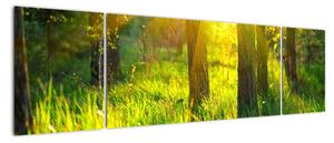 Obraz - Wiosenne przebudzenie lasu (170x50 cm)
