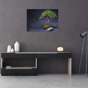 Obraz - Bonsai (70x50 cm)