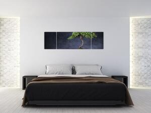 Obraz - Bonsai (170x50 cm)