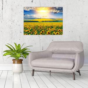 Obraz - Pole słoneczników (70x50 cm)