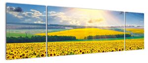 Obraz - Pole słoneczników (170x50 cm)