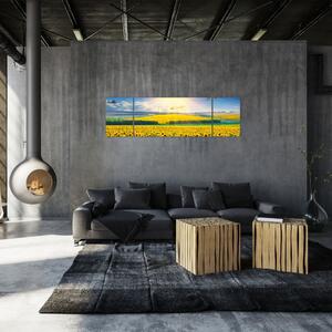 Obraz - Pole słoneczników (170x50 cm)