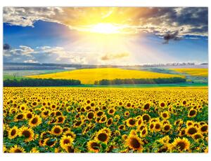 Obraz - Pole słoneczników (70x50 cm)