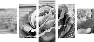 5-częściowy obraz elegancka róża w stylu vintage w czarnobiałym kolorze