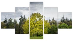 Obraz zielonego drzewa na środku pola (125x70 cm)