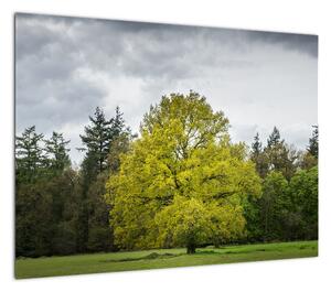 Obraz zielonego drzewa na środku pola (70x50 cm)