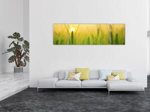 Obraz pola ze zbożem (170x50 cm)