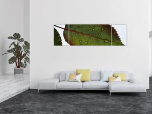 Obraz - Liść róży (170x50 cm)