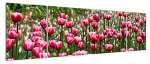 Obraz tulipanów (170x50 cm)
