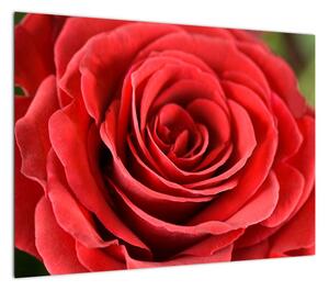 Obraz kwiatu róży (70x50 cm)