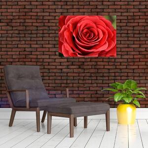 Obraz kwiatu róży (70x50 cm)