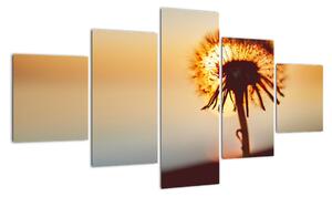 Obraz dmuchawca o zachodzie słońca (125x70 cm)