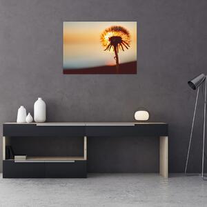 Obraz dmuchawca o zachodzie słońca (70x50 cm)