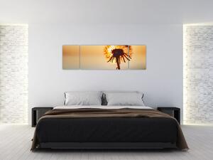Obraz dmuchawca o zachodzie słońca (170x50 cm)