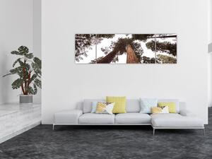 Obraz - Widok przez korony drzew (170x50 cm)
