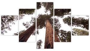 Obraz - Widok przez korony drzew (125x70 cm)