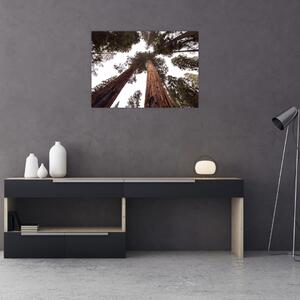 Obraz - Widok przez korony drzew (70x50 cm)