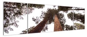 Obraz - Widok przez korony drzew (170x50 cm)