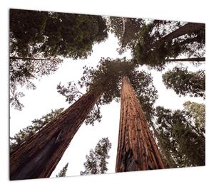 Obraz - Widok przez korony drzew (70x50 cm)