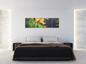 Obraz mchu z grzybem (170x50 cm)