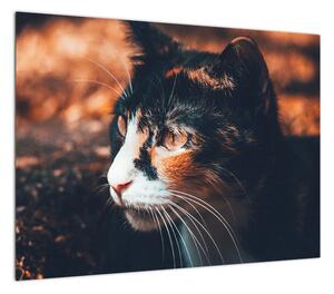 Obraz - Spojrzenie kota (70x50 cm)