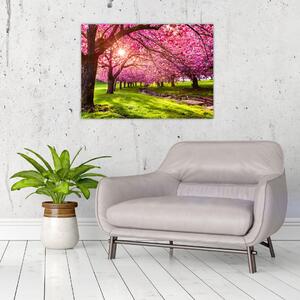 Obraz kwitnących czereśni, Hurd Park, Dover, New Jersey (70x50 cm)