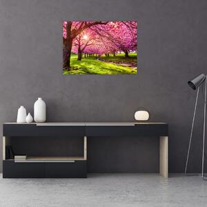 Obraz kwitnących czereśni, Hurd Park, Dover, New Jersey (70x50 cm)