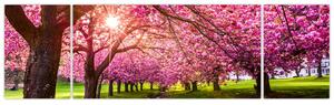 Obraz kwitnących czereśni, Hurd Park, Dover, New Jersey (170x50 cm)