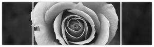 Obraz róży (170x50 cm)
